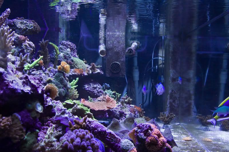 IMG_4035ReefDaddy.jpg