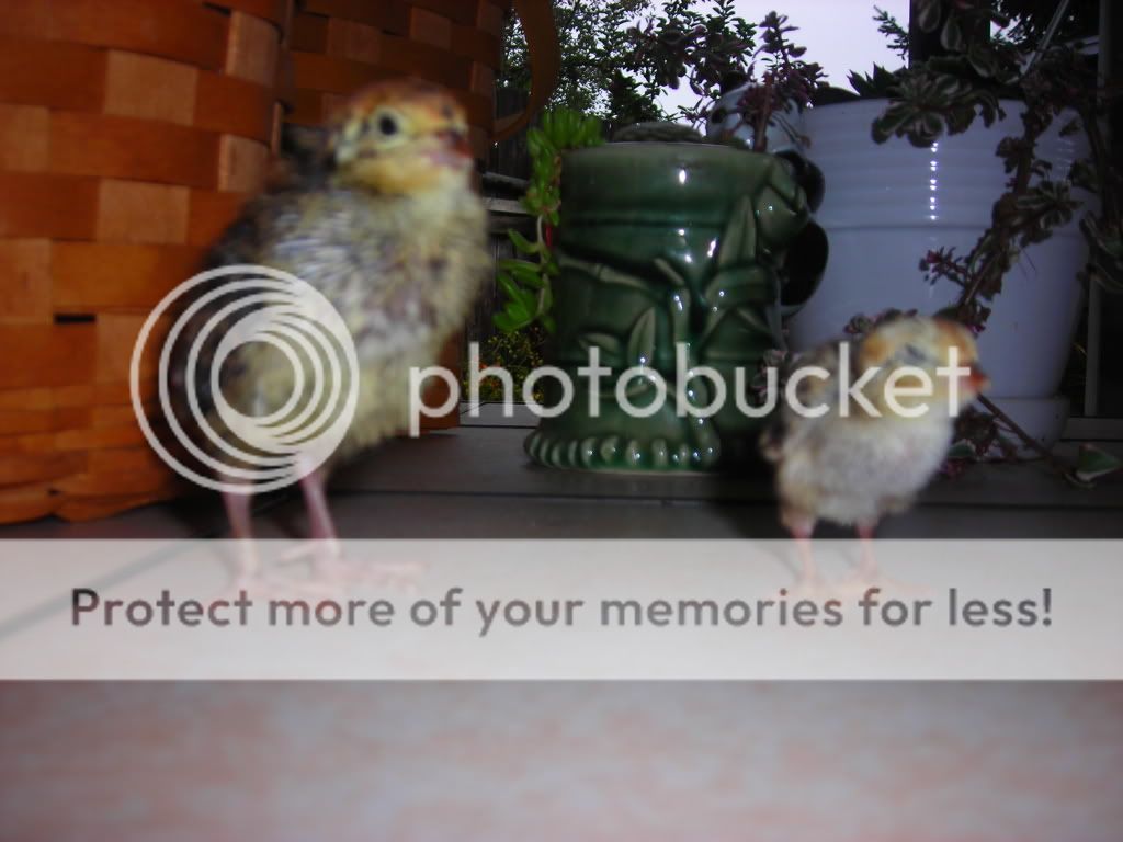 DSCN2775.jpg