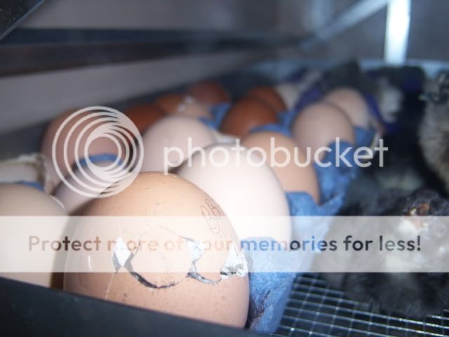 babychicks1-31-09045.jpg