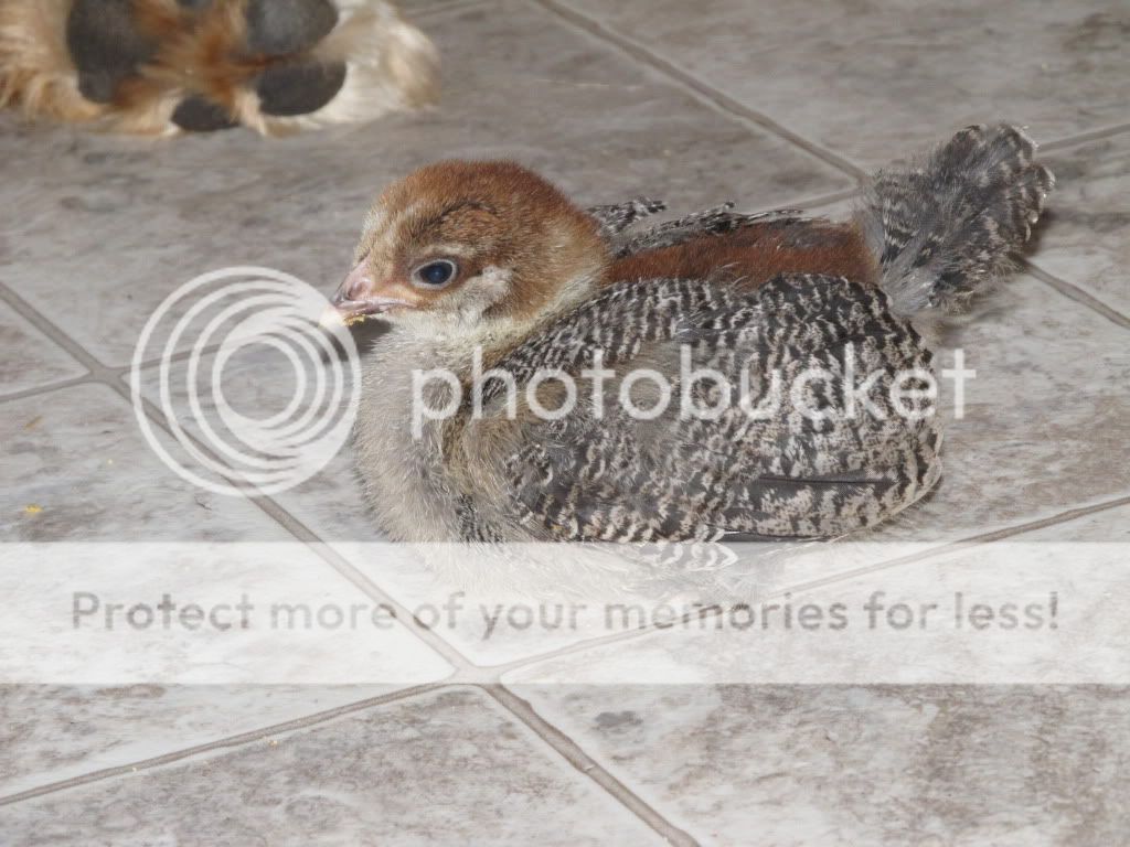 chickens2043.jpg