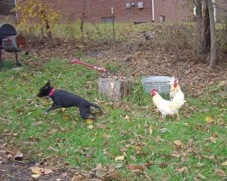 eco-garden009.jpg