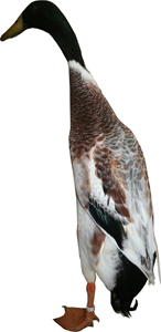 silverm_2.jpg