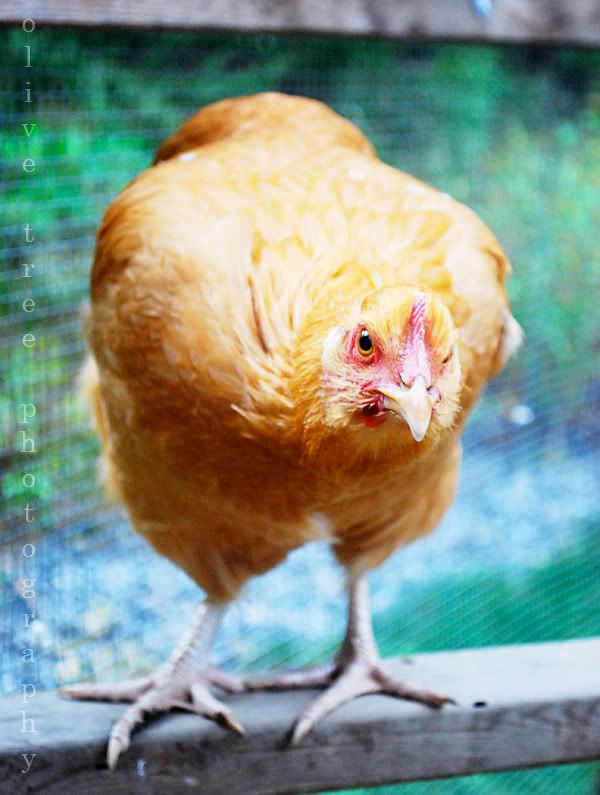 chix7.jpg