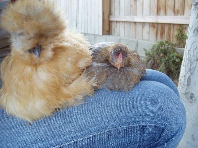 Chickens124.jpg