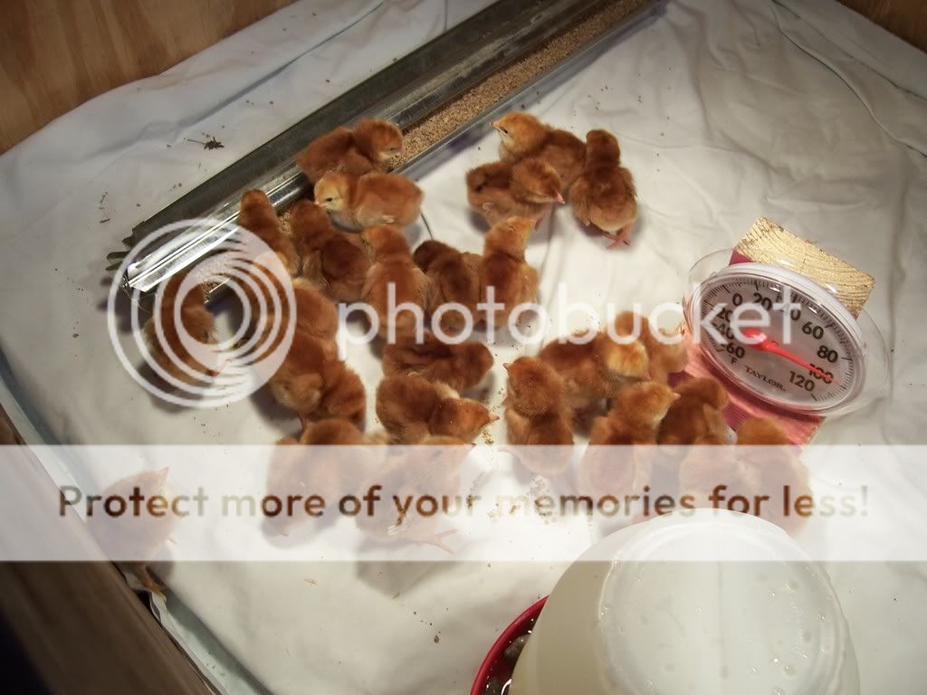 NewChicks006.jpg