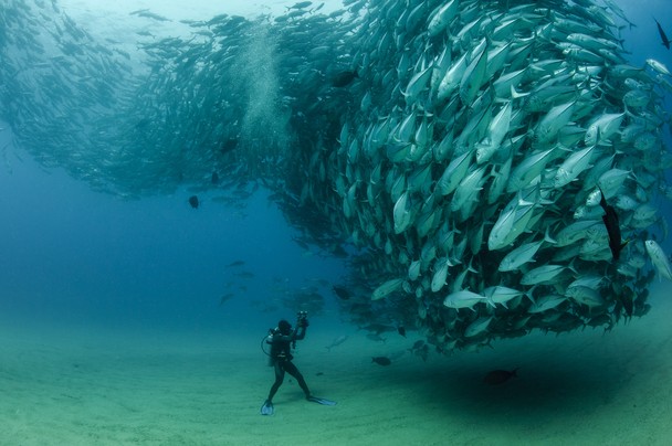 fish-diver.jpeg