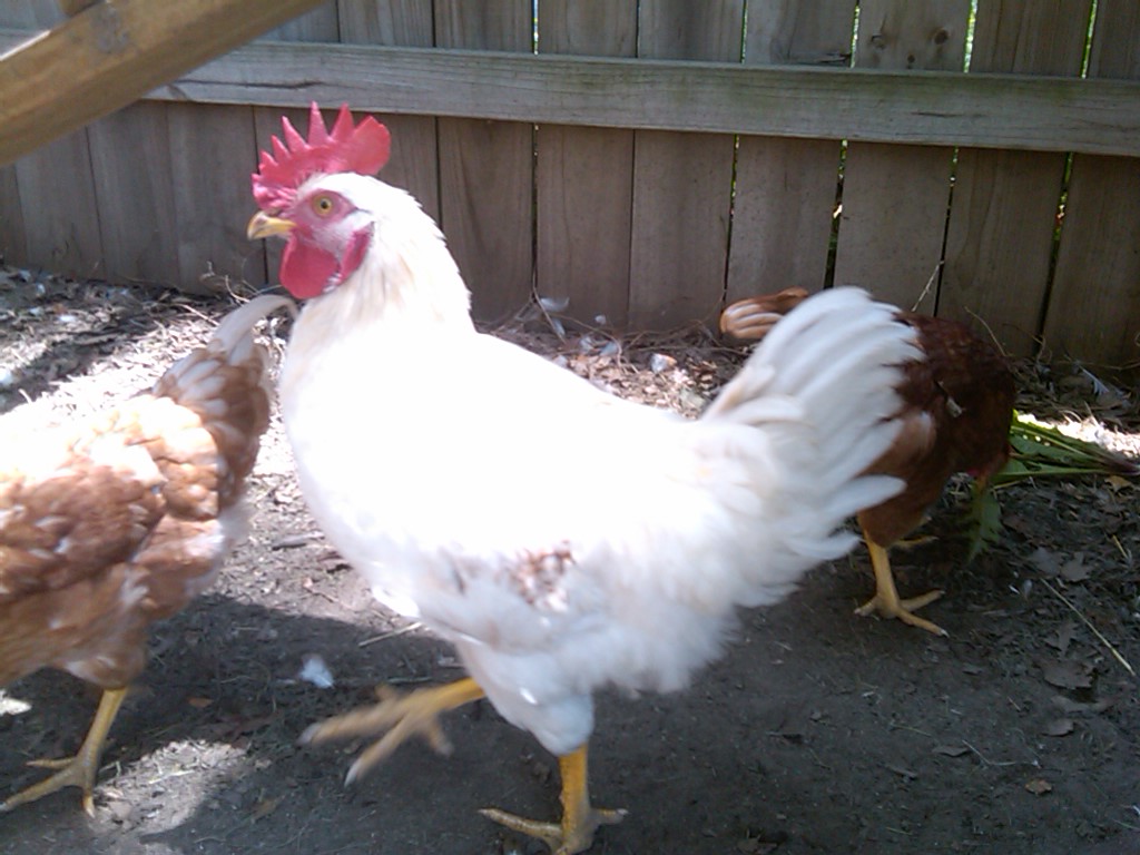 Rooster1.jpg