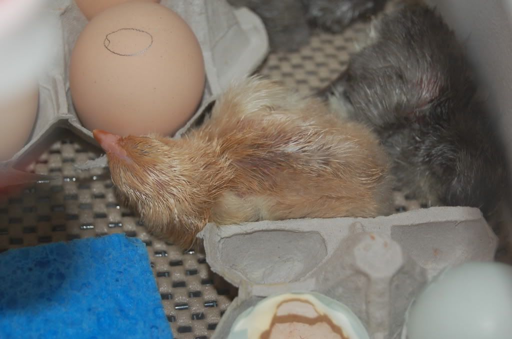 chicks015.jpg