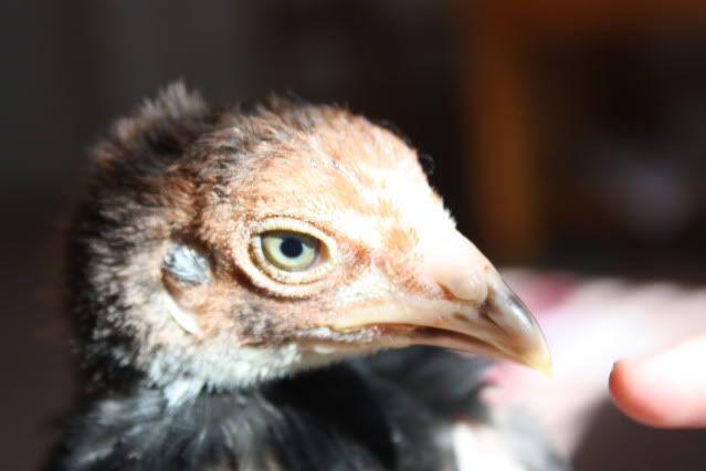 birdnov7008.jpg