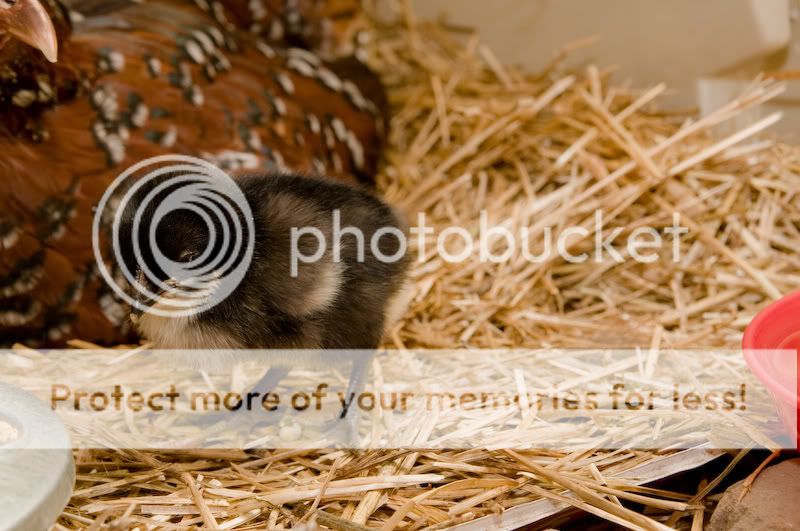 0806babychick003-4.jpg