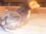 chicks002.jpg