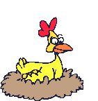 Chicken_in_nest.gif