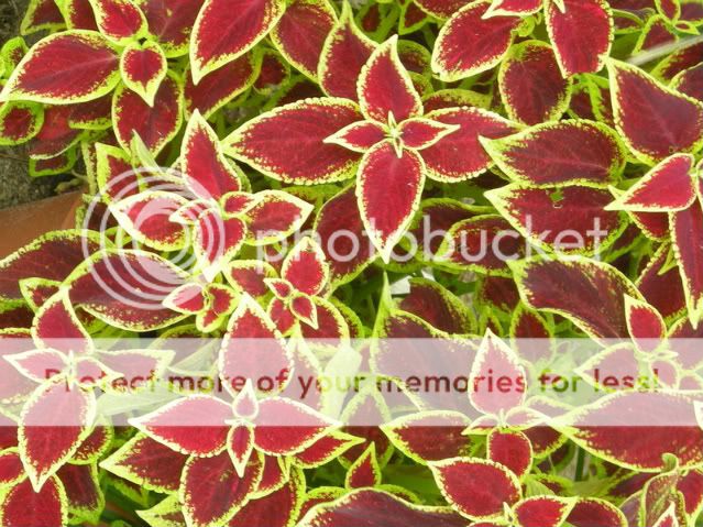 Picture015.jpg