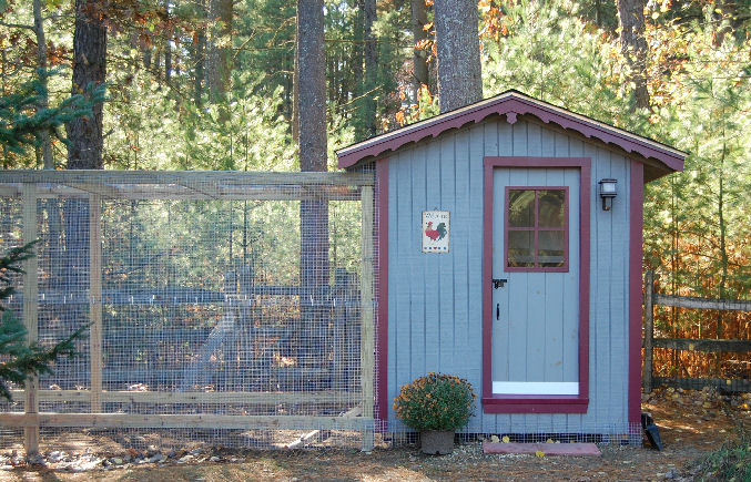 chicken18.jpg