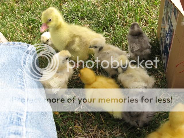 chickfieldtrip005.jpg