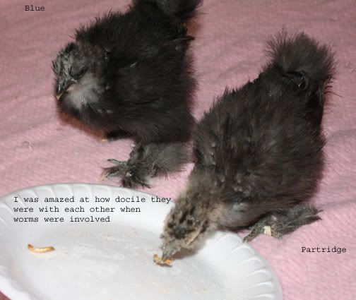 silkies4.jpg