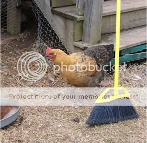 critters005.jpg