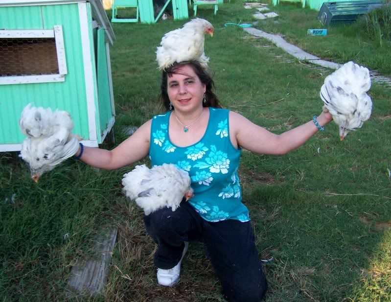 chickens2.jpg