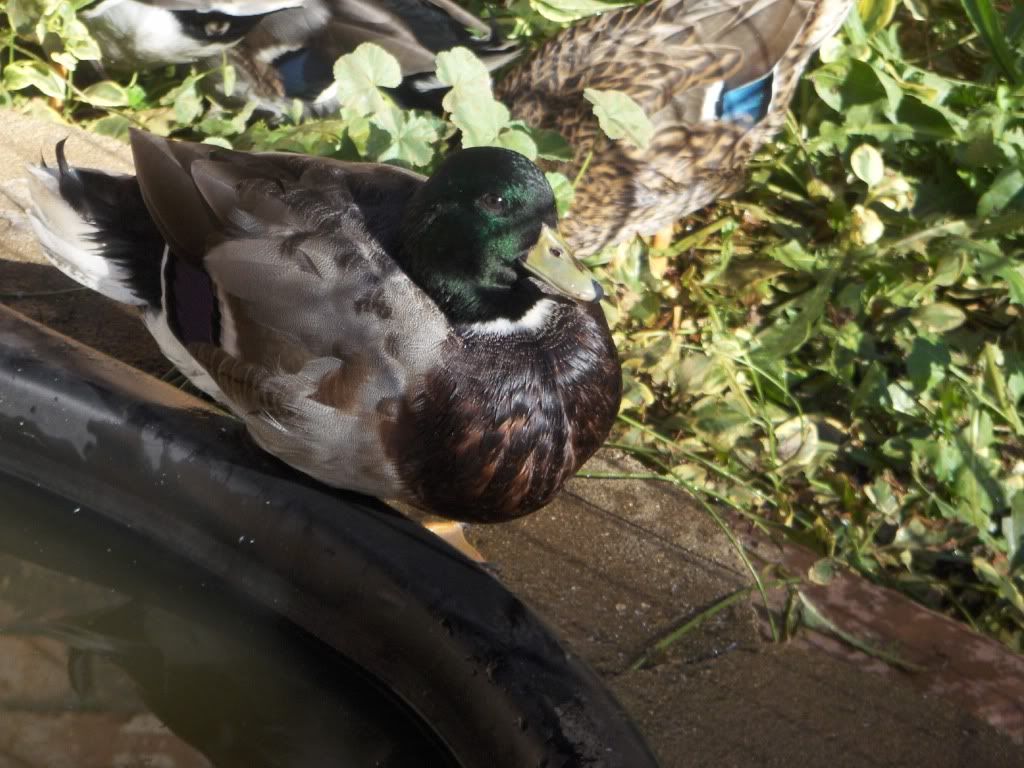 Ducks001.jpg