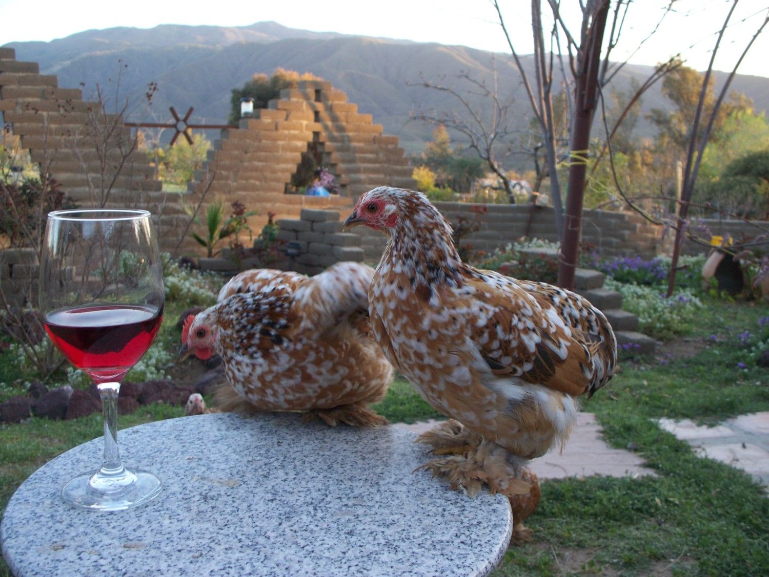 ffc620c0_F2Pullets001-1.jpeg