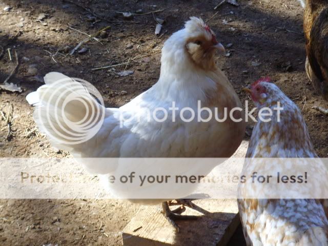 chicks004.jpg