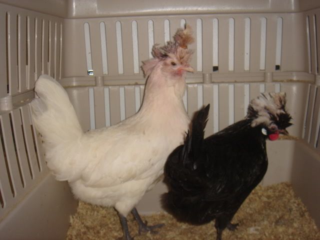DSC06128.jpg