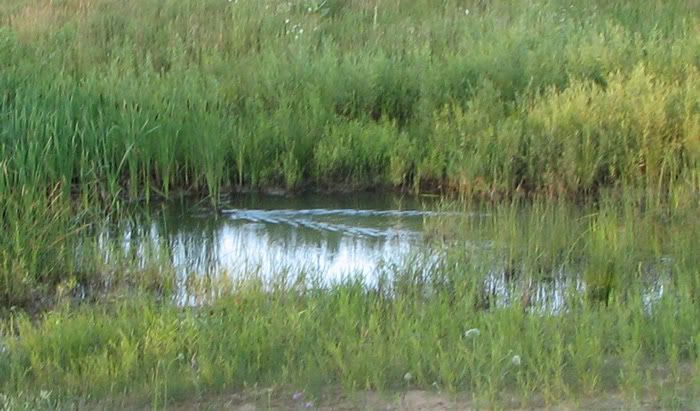 muskrat-in-pond.jpg