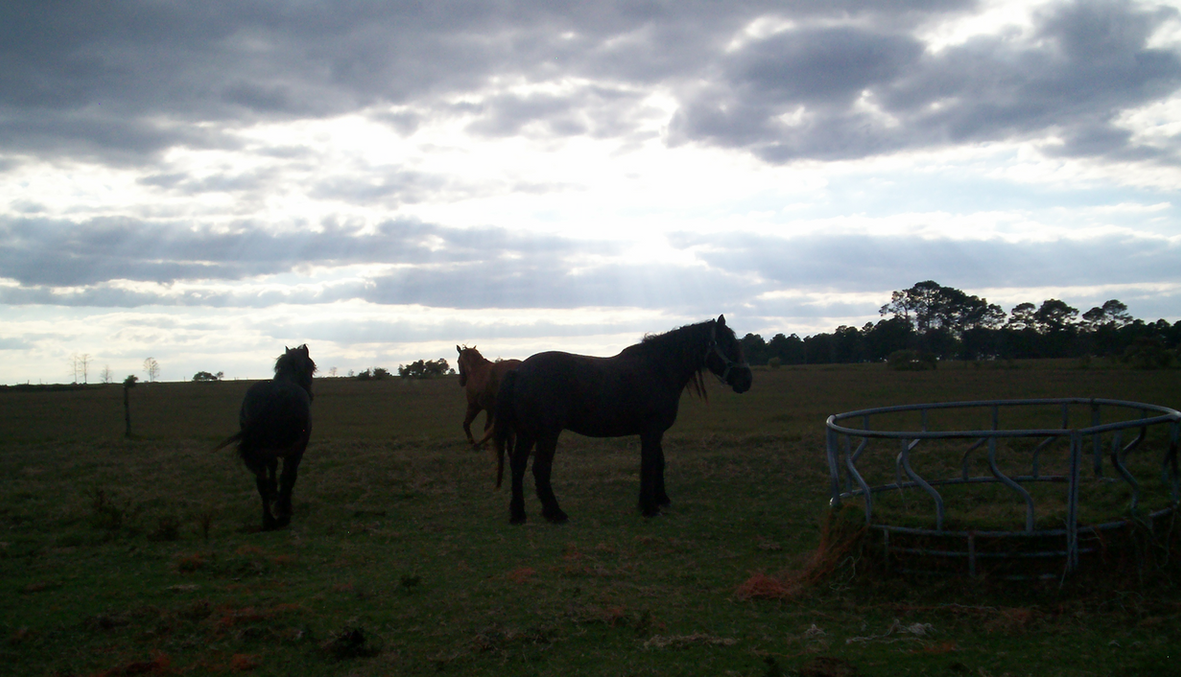 draft_horses_by_fleabuskitty-d4e4qt5.png