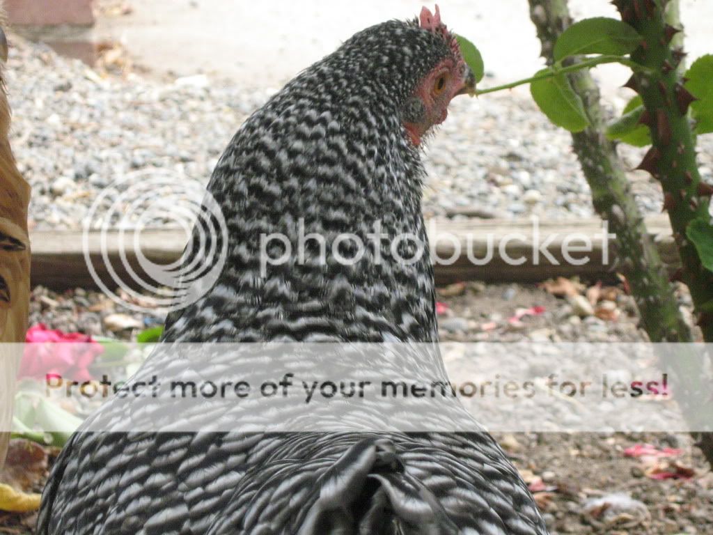 NewChickens9-7-10042.jpg