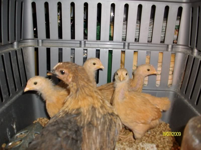 BuffChicks008.jpg