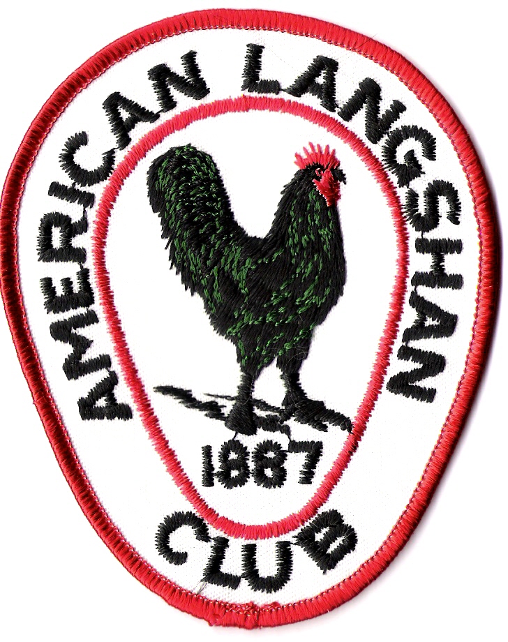 american_langshan_club1.jpg