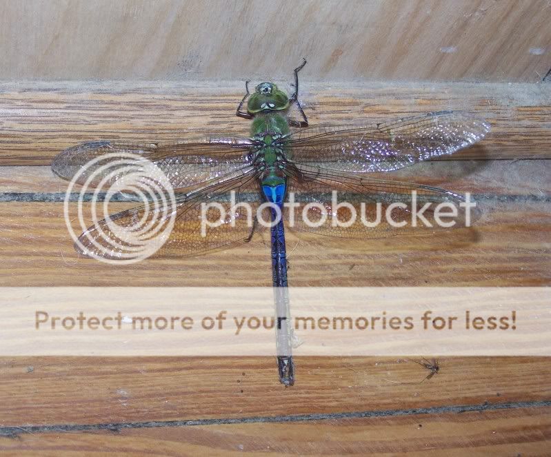 dragonfly2.jpg