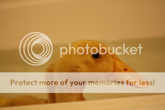 bathtime015.jpg