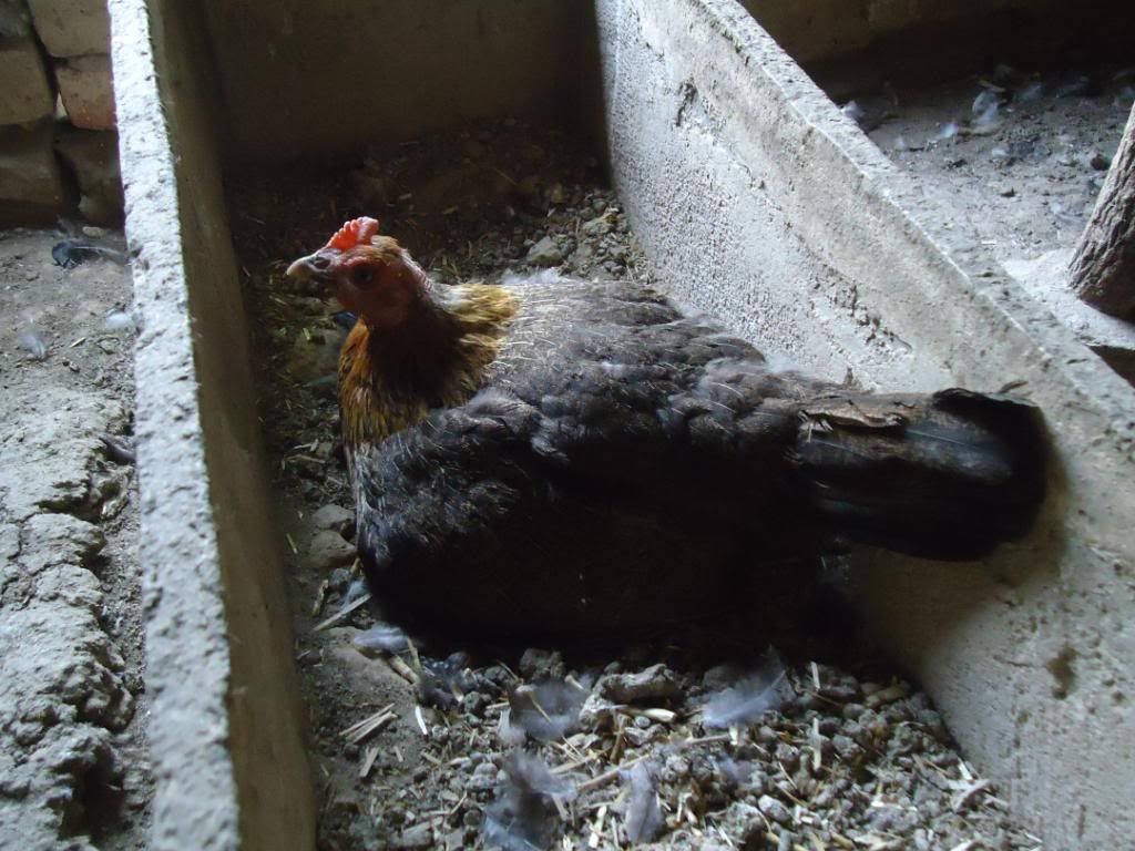 guinneafowl035.jpg