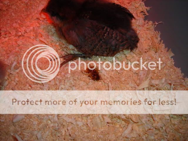 DSCN0535.jpg