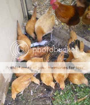 2011Nankin-Chicks-w.jpg