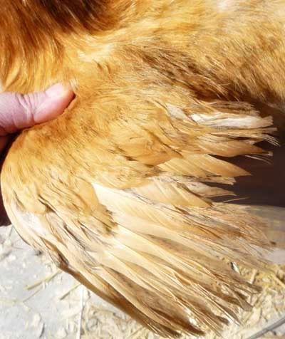buffhenwing-1.jpg