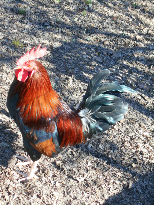 900x900px-LL-90fadfed_Clyde2.png