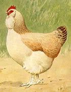 poulefaverollesclair.jpg