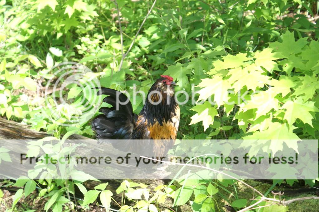 mychickens160.jpg