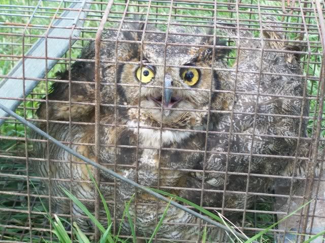 Owl002.jpg