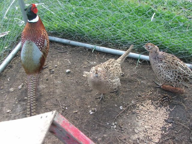 pheasants001.jpg