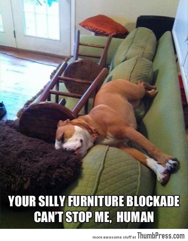 Funny-Animal-Pictures-1.jpg