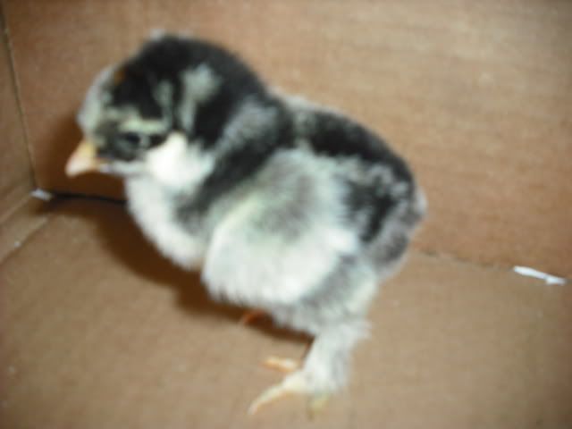 ChicksMay09012.jpg