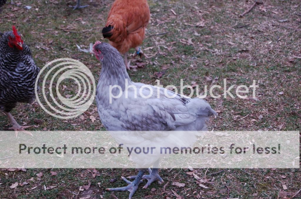 evenmorechicks744.jpg