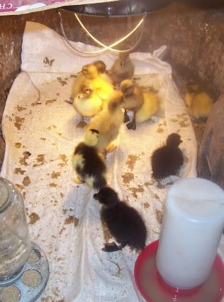 20100512_DucksBrooder.jpg