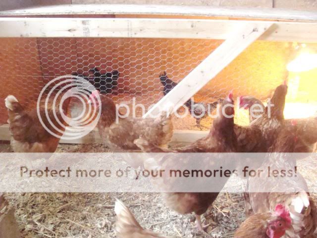 chicks432011001.jpg