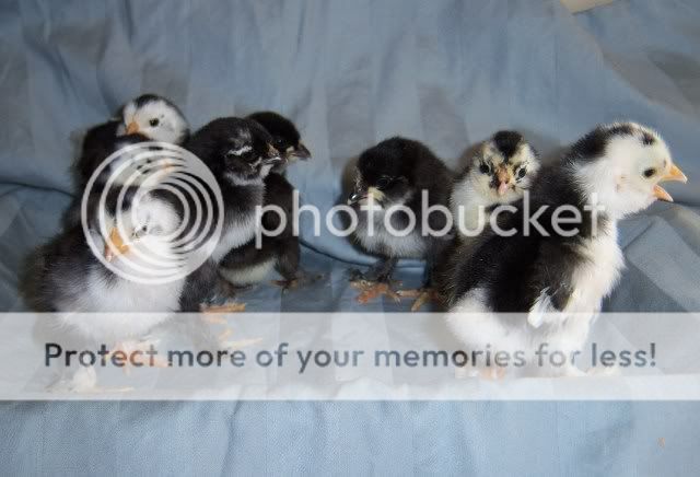 BlackMottledDUccles.jpg