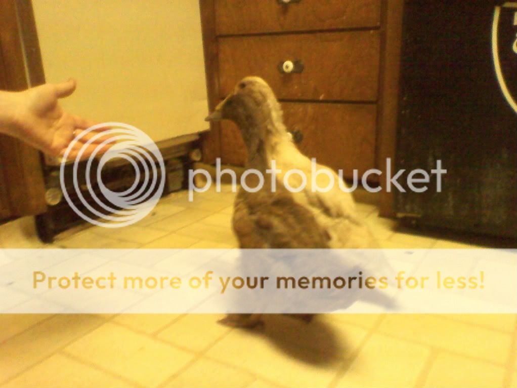ducks8.jpg