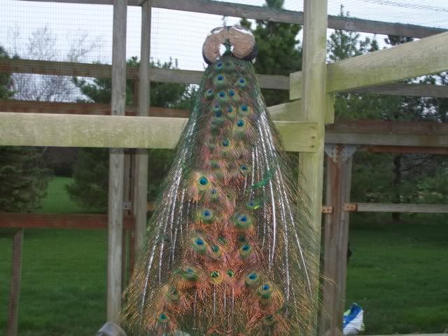 peacocks005.jpg